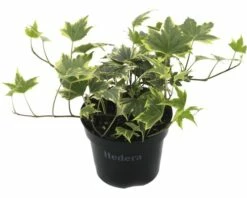 FLORASELF® Klimop Hedera Bont