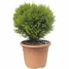FLORASELF® Westerse Levensboom Thuja Occidentalis 'Danica' Potmaat Ø12 Cm -FLORASELF Verkoop DV 8 8901933 01 4c DE 20190130092701