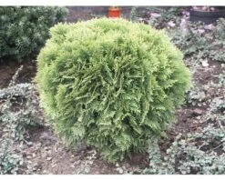 FLORASELF® Westerse Levensboom Thuja Occidentalis 'Danica' Potmaat Ø12 Cm -FLORASELF Verkoop DV 8 8901933 02 4c DE 20200311073302