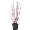 FLORASELF® Kornoelje Cornus Alba 'Siberica' Potmaat Ø17 Cm -FLORASELF Verkoop DV 8 8902176 01 4c DE 20150521085208