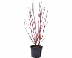 FLORASELF® Kornoelje Cornus Alba 'Siberica' Potmaat Ø17 Cm