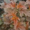FLORASELF® Blaasspirea Physocarpus Opulifolius 'Lady Red' Potmaat Ø24 Cm -FLORASELF Verkoop DV 8 8902179 01 4c DE 20150519200931