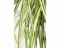 FLORASELF Zegge (Siergras) Carex Oshimensis 'Evergold' Potmaat Ø 19.0 Cm H 5-30 Cm 7 FLORASELF Zegge (Siergras) Carex Oshimensis 'Evergold' Potmaat Ø 19.0 Cm H 5-30 Cm -FLORASELF Verkoop DV 8 8902769 02 4c DE 20200212144751
