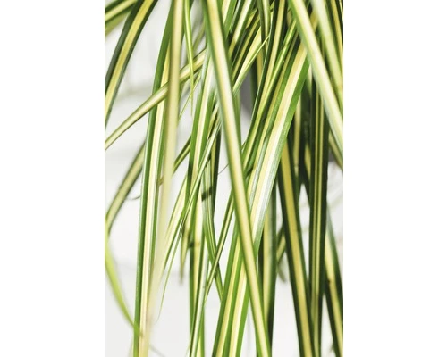 FLORASELF Zegge (Siergras) Carex Oshimensis 'Evergold' Potmaat Ø 19.0 Cm H 5-30 Cm 5 FLORASELF Zegge (Siergras) Carex Oshimensis 'Evergold' Potmaat Ø 19.0 Cm H 5-30 Cm - Afbeelding 3