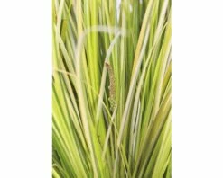 FLORASELF Kalmoes Acorus Gramineus 'Ogon' Potmaat Ø 14 Cm H 5-20 Cm -FLORASELF Verkoop DV 8 8902770 01 4c DE 20210202141650