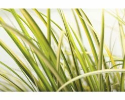 FLORASELF Kalmoes Acorus Gramineus 'Ogon' Potmaat Ø 19.0 Cm H 10-30 Cm