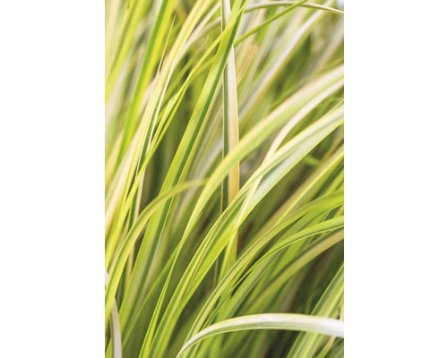 FloraSelf Kalmoes Acorus Gramineus 'Ogon' Potmaat Ø 19 Cm H 10-30 Cm 5 FloraSelf Kalmoes Acorus Gramineus 'Ogon' Potmaat Ø 19 Cm H 10-30 Cm - Afbeelding 3