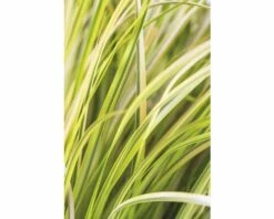 FLORASELF Kalmoes Acorus Gramineus 'Ogon' Potmaat Ø 14 Cm H 5-20 Cm -FLORASELF Verkoop DV 8 8902770 03 4c DE 20210202141750