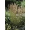 FLORASELF Duinriet Calamagrostis X Acutiflora 'Karl Foerster' Potmaat Ø 14 Cm H 10-40 Cm -FLORASELF Verkoop DV 8 8902771 02 4c DE 20210111094657