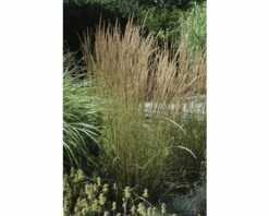 FLORASELF Duinriet Calamagrostis X Acutiflora 'Karl Foerster' Potmaat Ø 14 Cm H 10-40 Cm