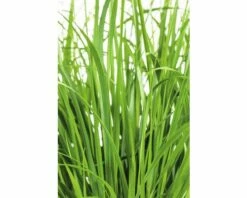 FLORASELF Struisgras Calamagrostis X Acutiflora 'Karl Foerster' Potmaat 19 Cm H 10-60 Cm -FLORASELF Verkoop DV 8 8902771 03 4c DE 20201111071753