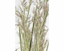 FLORASELF Duinriet Calamagrostis X Acutiflora 'Overdam' Potmaat Ø 14.0 Cm H 5-50 Cm -FLORASELF Verkoop DV 8 8902772 01 4c DE 20210111091757 1