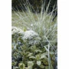 FLORASELF® Struisriet Calamagrostis Acutiflora 'Overdam' -FLORASELF Verkoop DV 8 8902772 03 4c DE 20220302152150