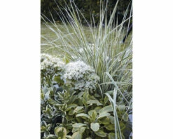FLORASELF® Struisriet Calamagrostis Acutiflora 'Overdam'