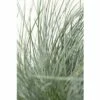 FLORASELF Zwenkgras Festuca Cinerea 'Azurit' Potmaat Ø 19 Cm H 5-25 Cm -FLORASELF Verkoop DV 8 8902773 01 4c DE 20210113091758