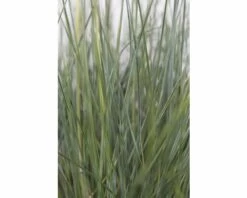 FLORASELF Zwenkgras Festuca Cinerea 'Azurit' Potmaat Ø 19 Cm H 5-25 Cm -FLORASELF Verkoop DV 8 8902773 03 4c DE 20180209122601