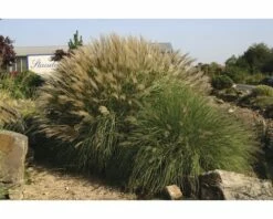 FLORASELF® Prachtriet Miscanthus Sinensis 'Adagio' Potmaat Ø23 Cm