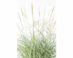 FLORASELF Prachtriet Miscanthus Sinensis 'Adagio' Potmaat Ø 24 Cm H 20-80 Cm -FLORASELF Verkoop DV 8 8902777 02 4c DE 20210113091758 1