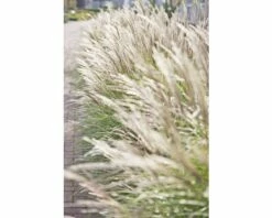 FLORASELF Prachtriet Miscanthus Sinensis 'Adagio' Potmaat Ø 24 Cm H 20-80 Cm -FLORASELF Verkoop DV 8 8902777 04 4c DE 20210113091758 3