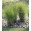 FLORASELF Prachtriet Miscanthus Sinensis 'Gracillimus' Potmaat Ø 24 Cm H 20-100 Cm -FLORASELF Verkoop DV 8 8902778 01 4c DE 20210113094659 1