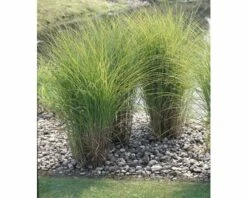 FLORASELF Prachtriet Miscanthus Sinensis 'Gracillimus' Potmaat Ø 19 Cm H 10-100 Cm -FLORASELF Verkoop DV 8 8902778 01 4c DE 20210113094659
