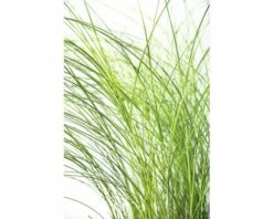 FLORASELF Prachtriet Miscanthus Sinensis 'Gracillimus' Potmaat Ø 24 Cm H 20-100 Cm -FLORASELF Verkoop DV 8 8902778 02 4c DE 20210113094659 1