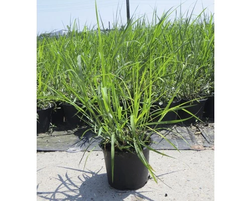 FLORASELF® Prachtriet Miscanthus Sinensis 'Giganteus' Potmaat Ø27 Cm 3 FLORASELF® Prachtriet Miscanthus Sinensis 'Giganteus' Potmaat Ø27 Cm