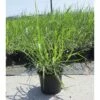 FLORASELF Prachtriet Miscanthus Giganteus Potmaat Ø 14 Cm H 20-80 Cm -FLORASELF Verkoop DV 8 8902792 01 4c DE 20210823141656