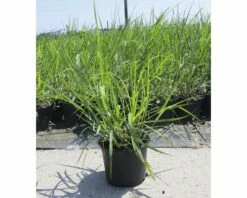 FloraSelf Prachtriet Miscanthus Giganteus Potmaat Ø 14 Cm H 20-80 Cm
