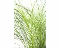 FLORASELF Prachtriet Miscanthus Sinensis 'Gracillimus' Potmaat Ø 14 Cm H 10-100 Cm -FLORASELF Verkoop DV 8 8902793 02 4c DE 20200527164754