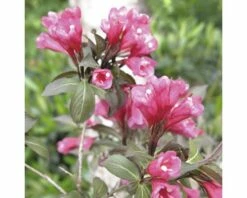 FLORASELF® Weigelia Weigela Florida 'Alexandra' Potmaat Ø21 Cm -FLORASELF Verkoop DV 8 8903280 01 4c DE 20150519202005