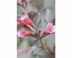 FLORASELF® Weigelia Weigela Florida 'Alexandra' Potmaat Ø21 Cm -FLORASELF Verkoop DV 8 8903280 02 4c DE 20150519202125