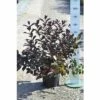 FLORASELF® Weigelia Weigela Florida 'Alexandra' Potmaat Ø21 Cm -FLORASELF Verkoop DV 8 8903280 03 4c DE 20150519202142