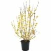 FLORASELF Chinees Klokje Forsythia Intermedia 'Goldrausch' Potmaat Ø 29 Cm H 80-100 Cm