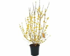 FLORASELF Chinees Klokje Forsythia Intermedia 'Goldrausch' Potmaat Ø 29 Cm H 80-100 Cm