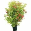 FLORASELF® Weigelia Weigela Florida 'Bristol Ruby' -FLORASELF Verkoop DV 8 8903283 01 4c CH 20201026081211