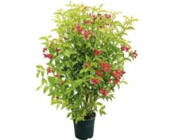 FLORASELF® Weigelia Weigela Florida 'Bristol Ruby'