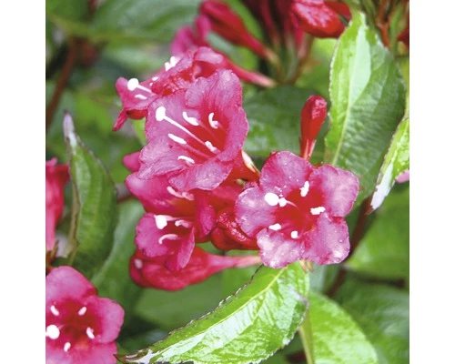 FLORASELF® Weigelia Weigela Florida 'Bristol Ruby' 4 FLORASELF® Weigelia Weigela Florida 'Bristol Ruby' - Afbeelding 2
